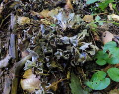 Image of Craterellus sinuosus (Fr.) Fr.