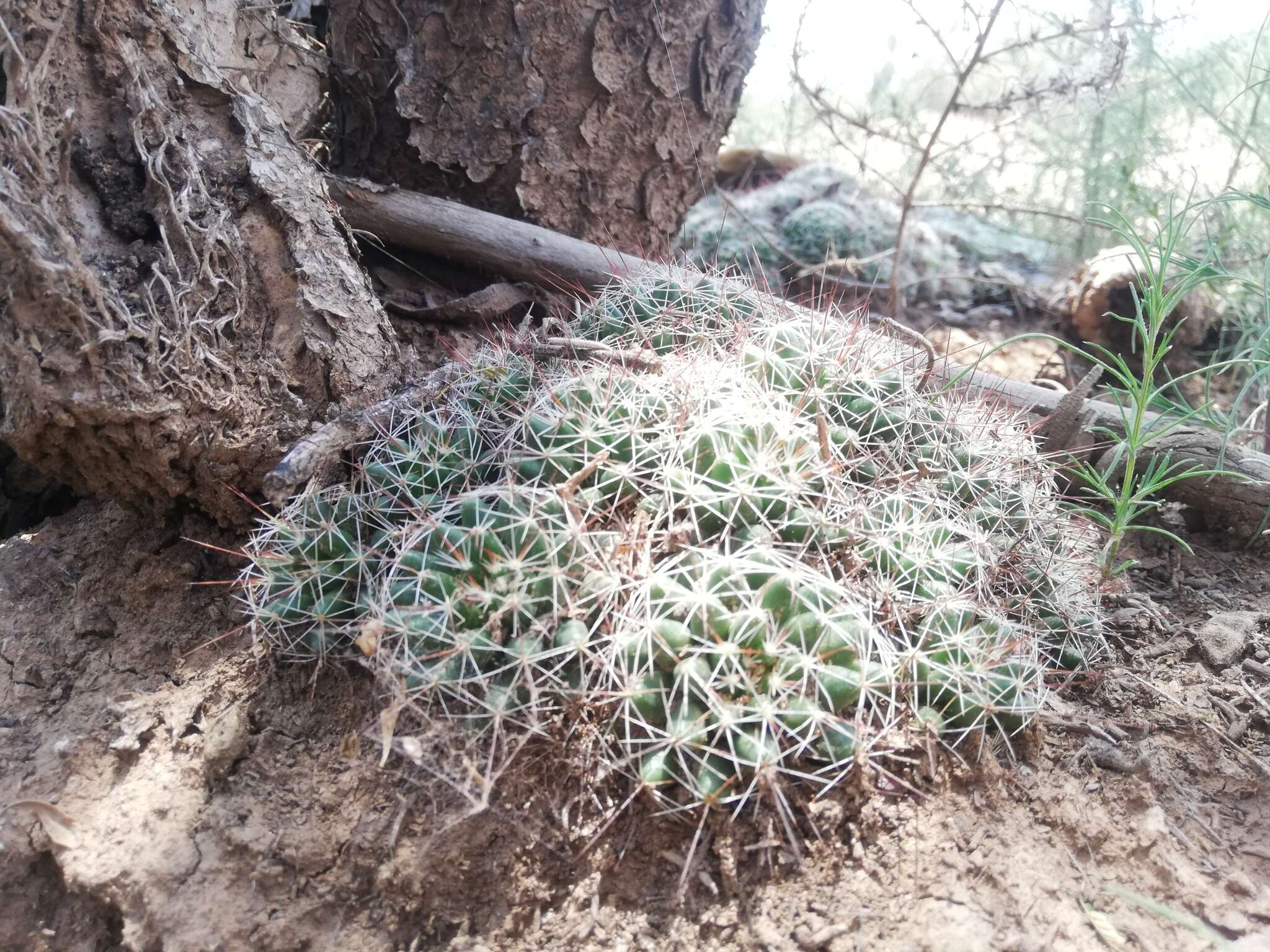 Image de Mammillaria decipiens subsp. decipiens