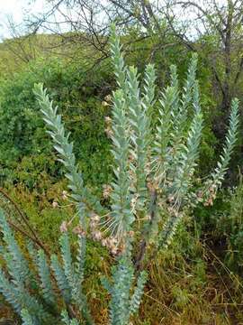 Image de Euryops lateriflorus (L. fil.) Less.