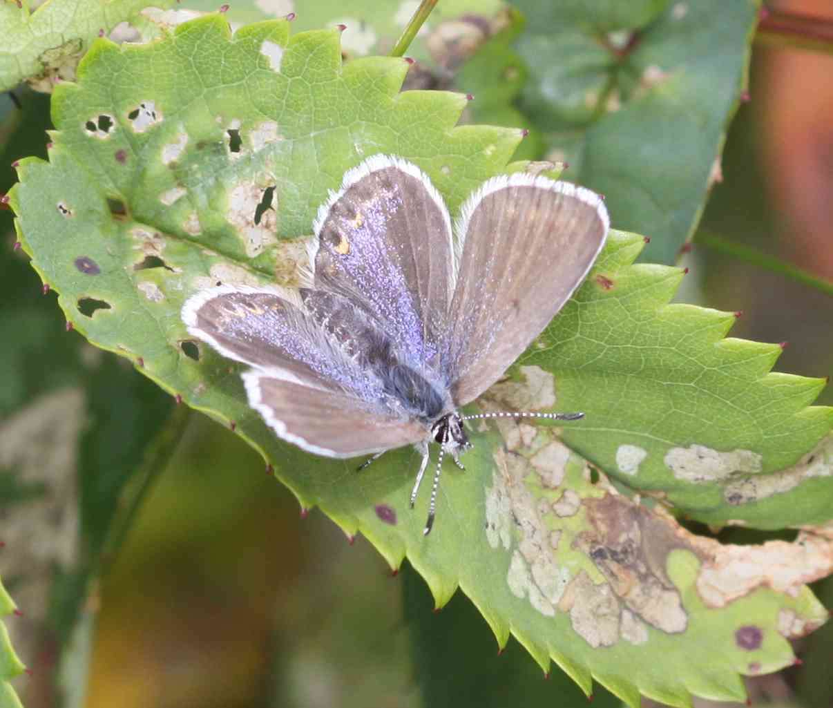 Image of <i>Plebejus idas empetri</i> T. Freeman 1938