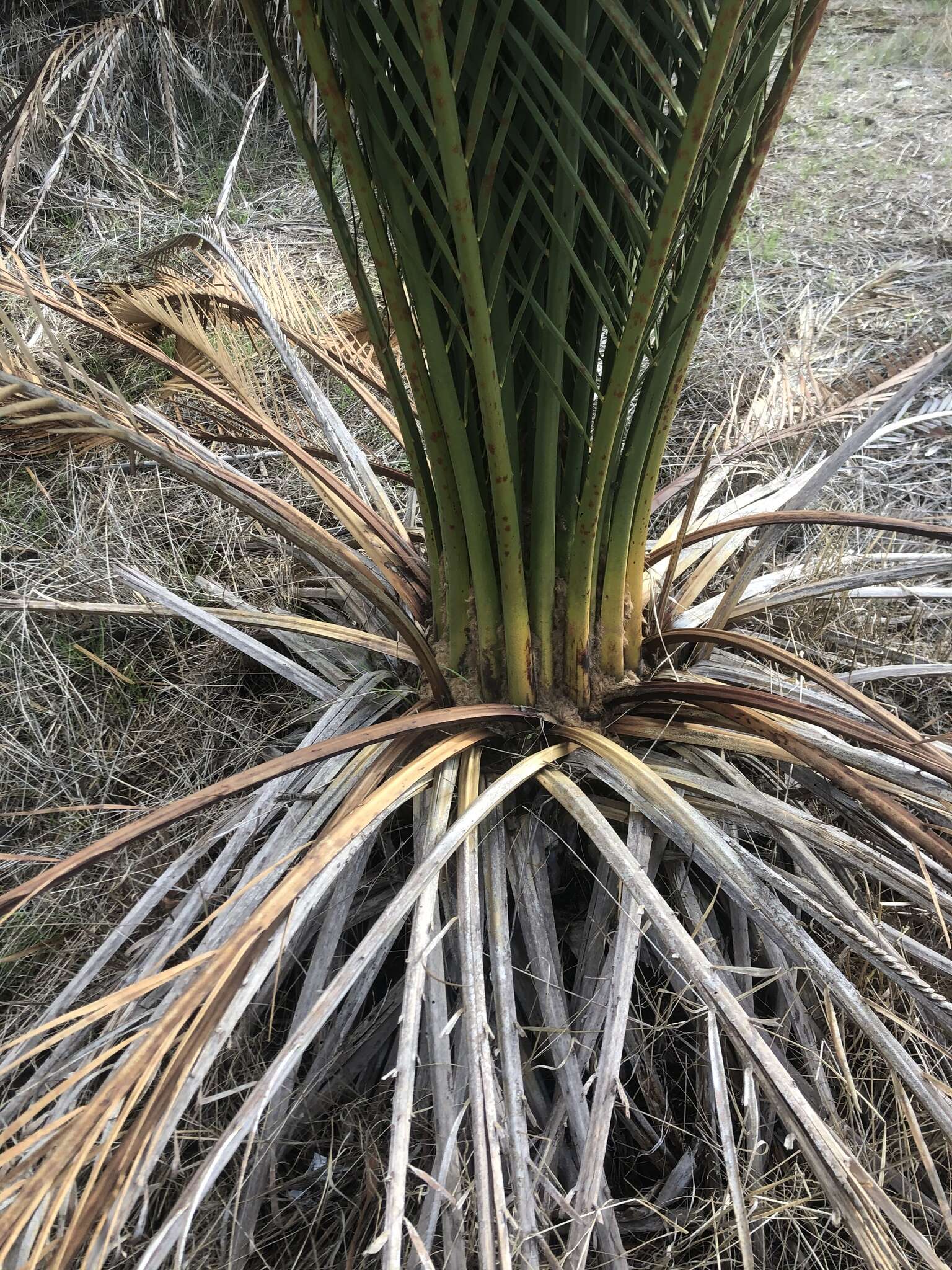 Image of Macrozamia fraseri Miq.