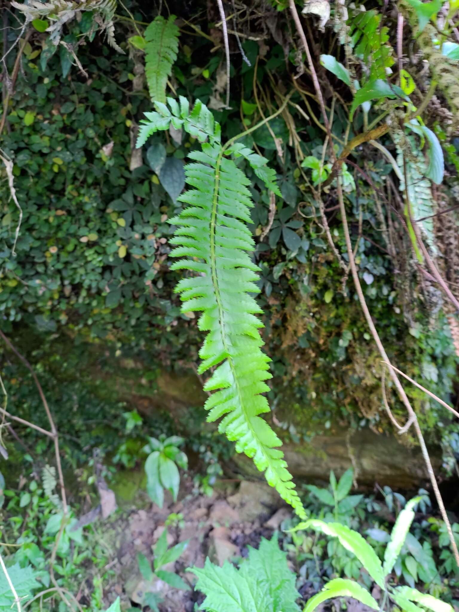 Plancia ëd Polystichum hancockii (Hance) Diels