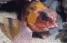 Image of Gulf gurnard perch