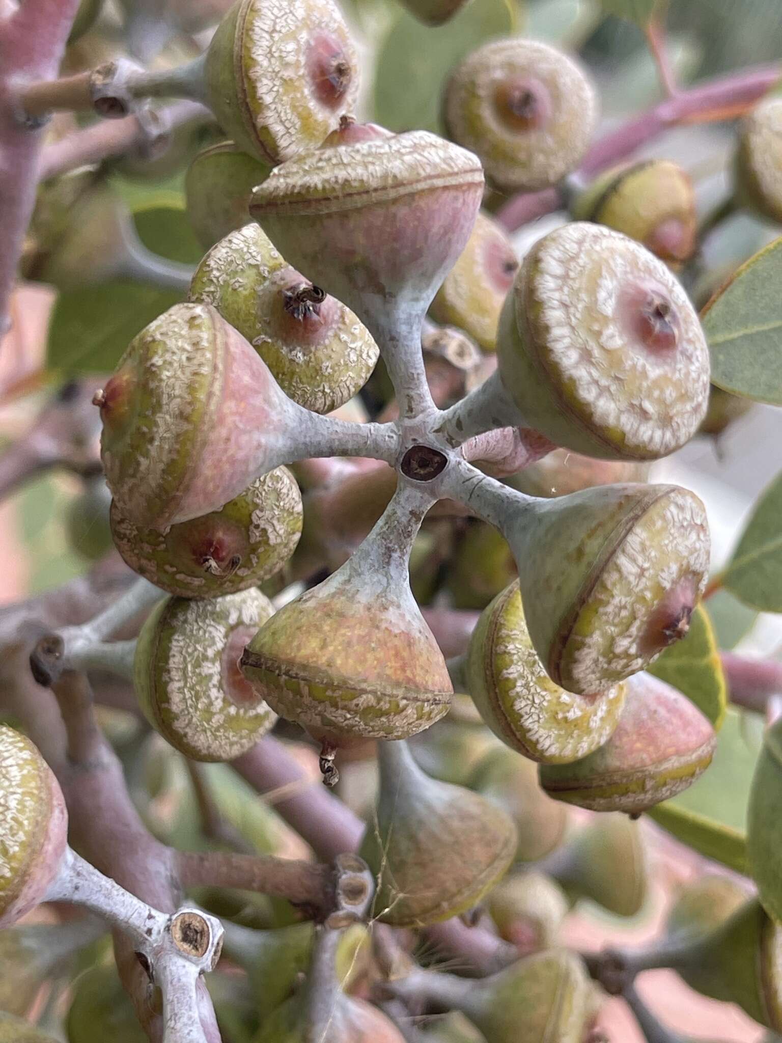 Image of Eucalyptus minniritchi D. Nicolle