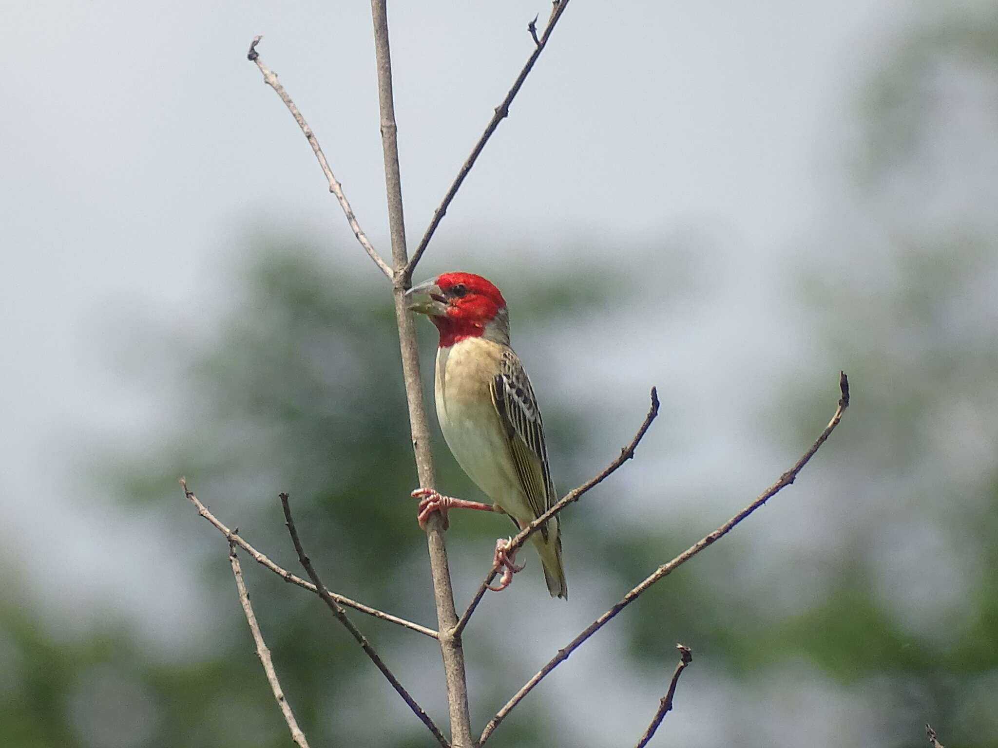 Image of Red-headed Quelea