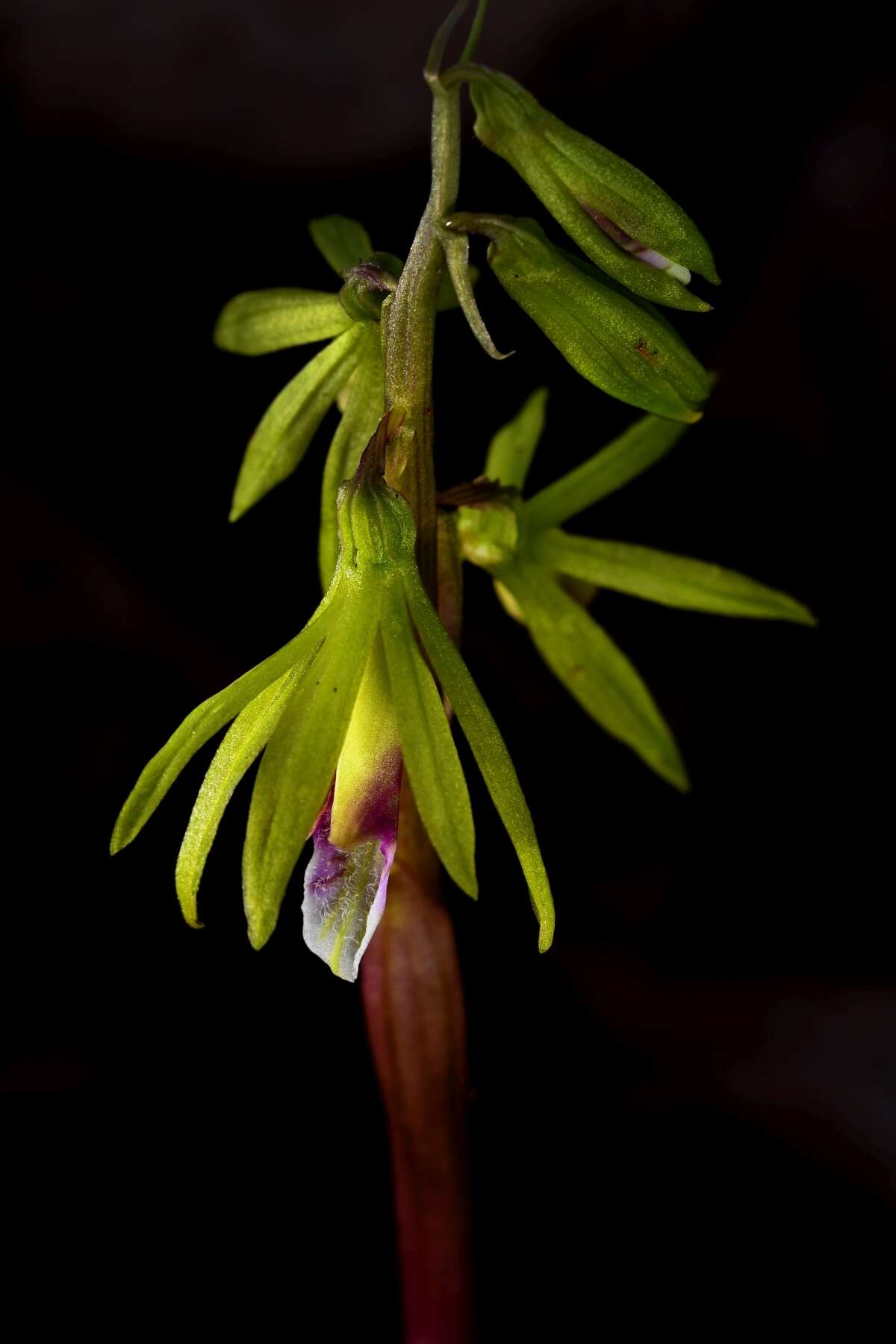 Image of Tall shield orchid