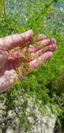 Image of Asparagus verticillatus L.