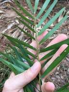 Image of Florida arrowroot