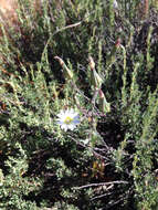 Image of California plumeseed