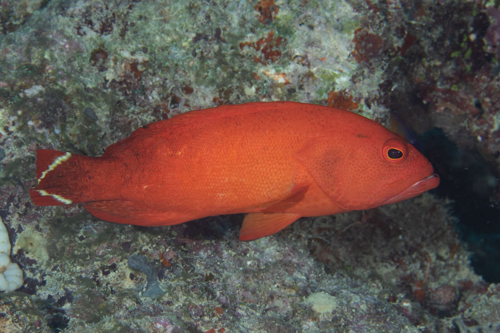 Cephalopholis urodeta (Forster 1801) resmi