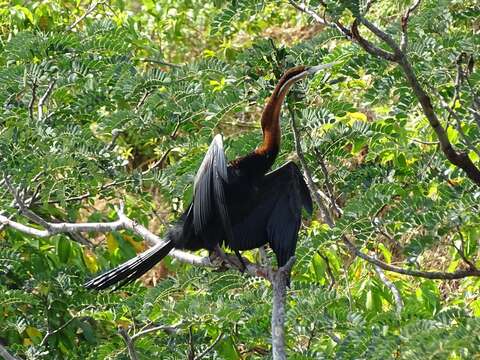 Image of African Darter