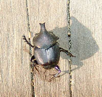 Image of Scooped Scarab