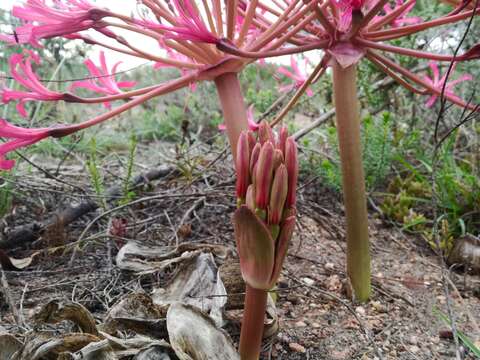 Image of Brunsvigia gregaria R. A. Dyer