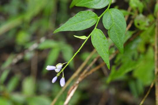 Image of Hebecarpa costaricensis (Chodat) J. R. Abbott & J. F. B. Pastore