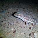Image of Sind Gecko
