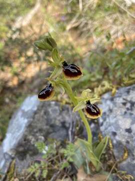 Image of Ophrys sphegodes subsp. aesculapii (Renz) Soó ex J. J. Wood