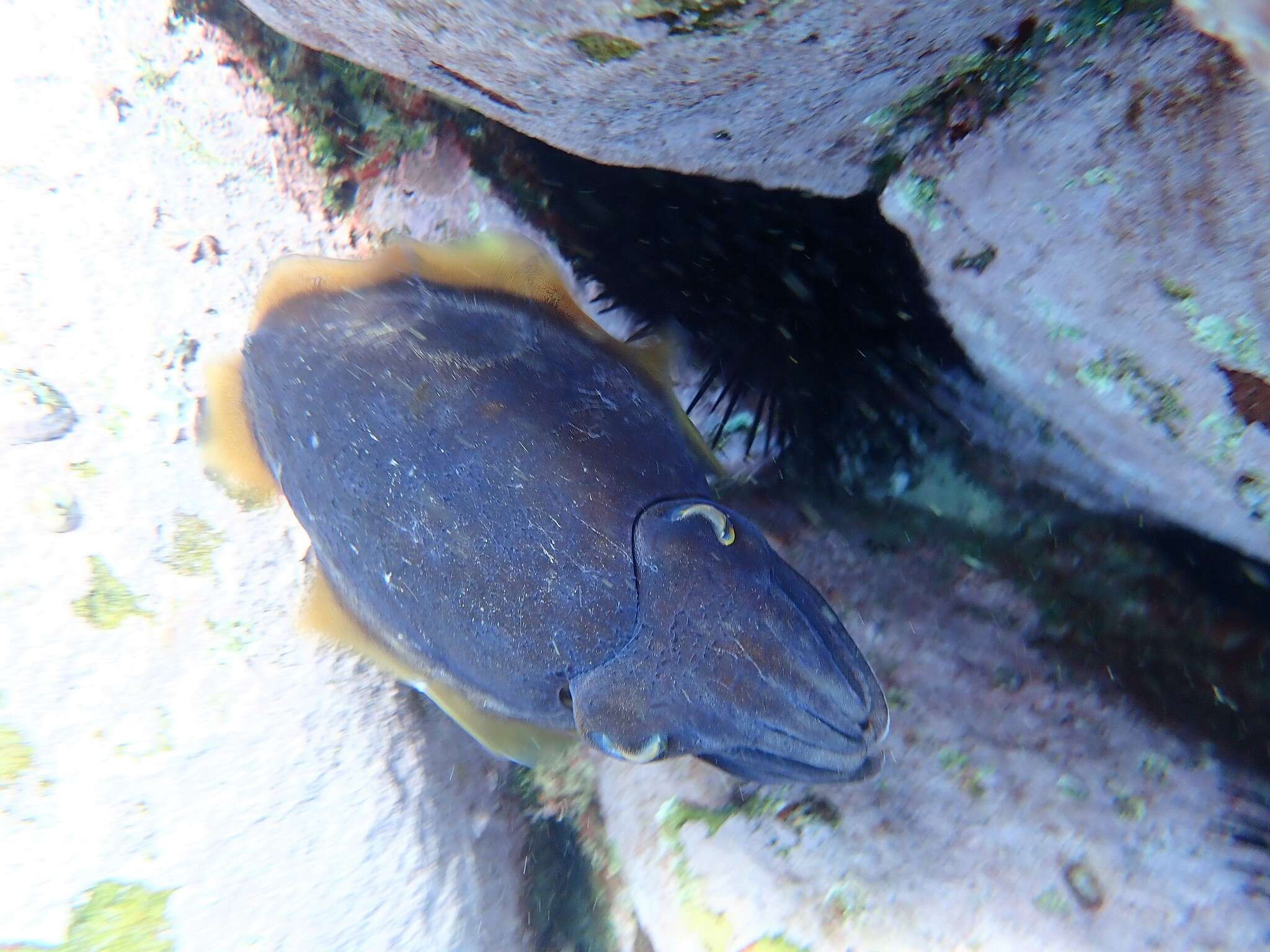 Image of Reaper cuttlefish