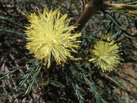 Image of Banksia strictifolia A. R. Mast & K. R. Thiele