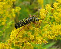 Image of Locust Borer