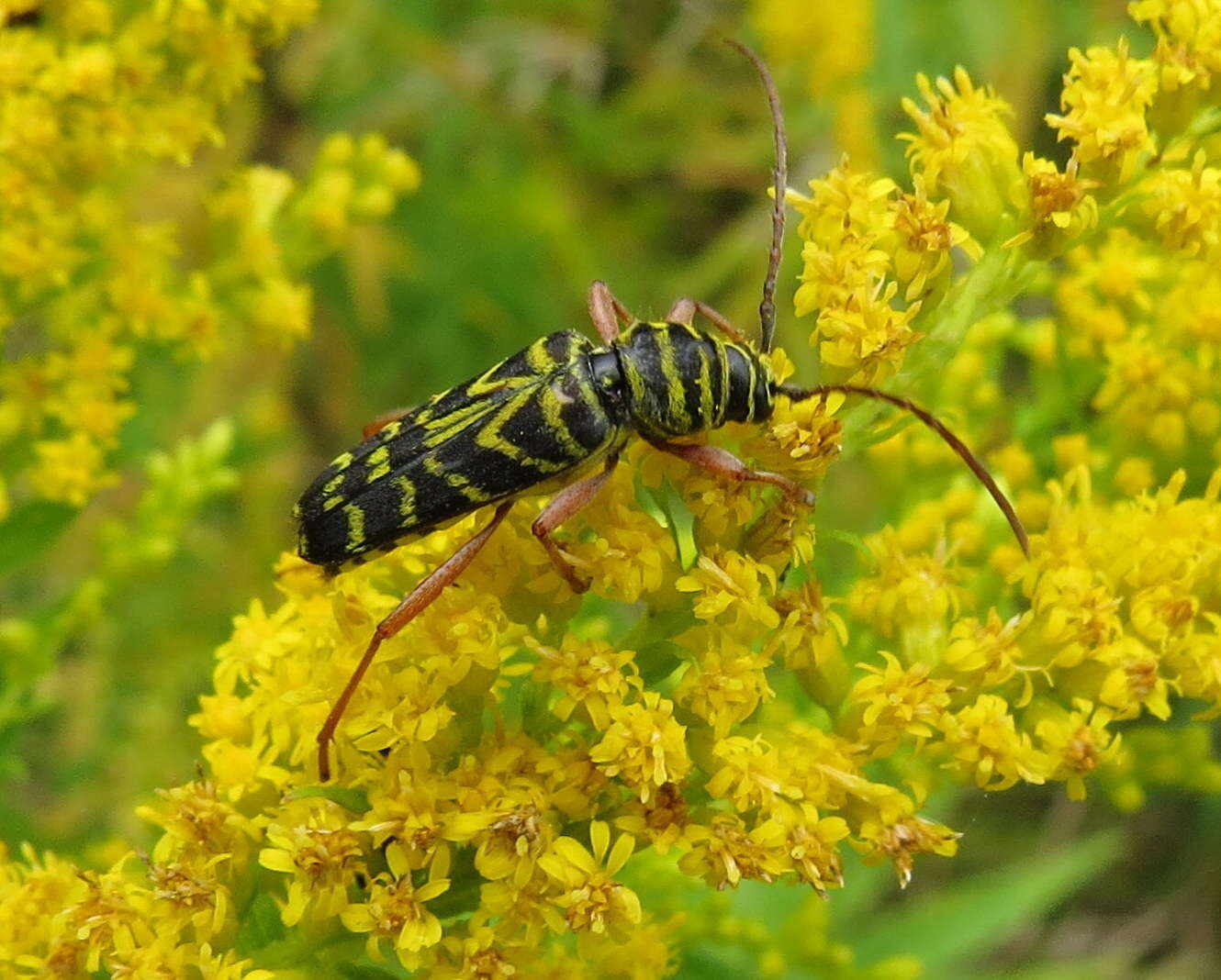 Image of Locust Borer