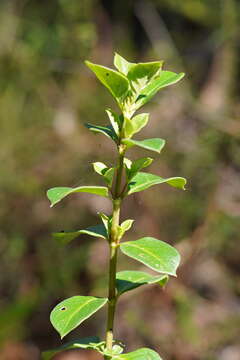 Image of Coprosma hirtella Labill.