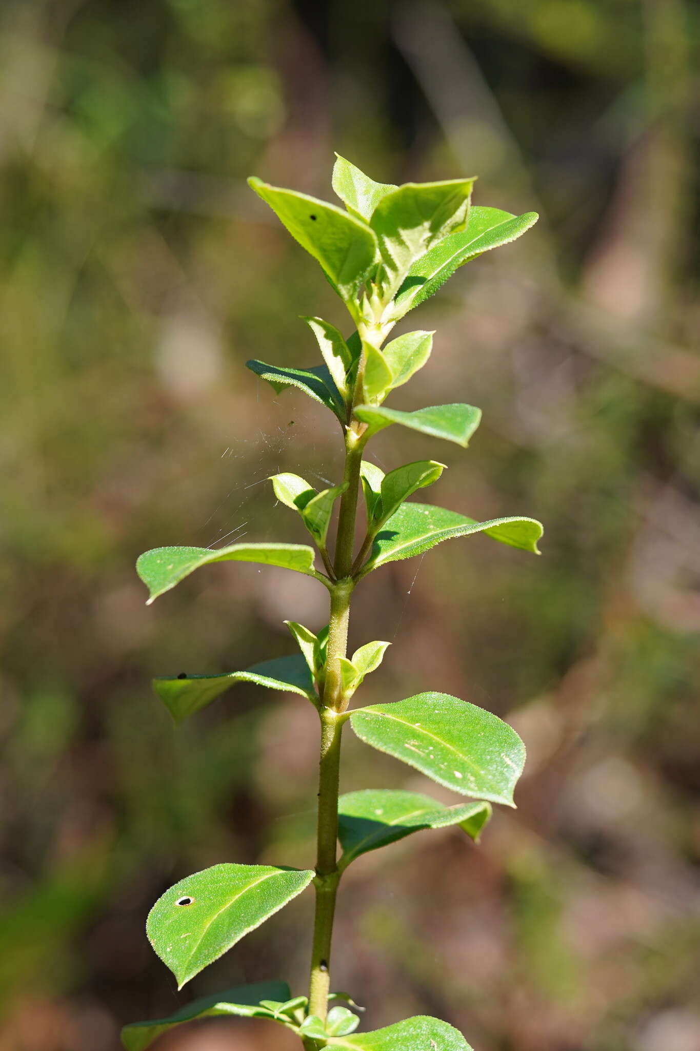 Sivun Coprosma hirtella Labill. kuva