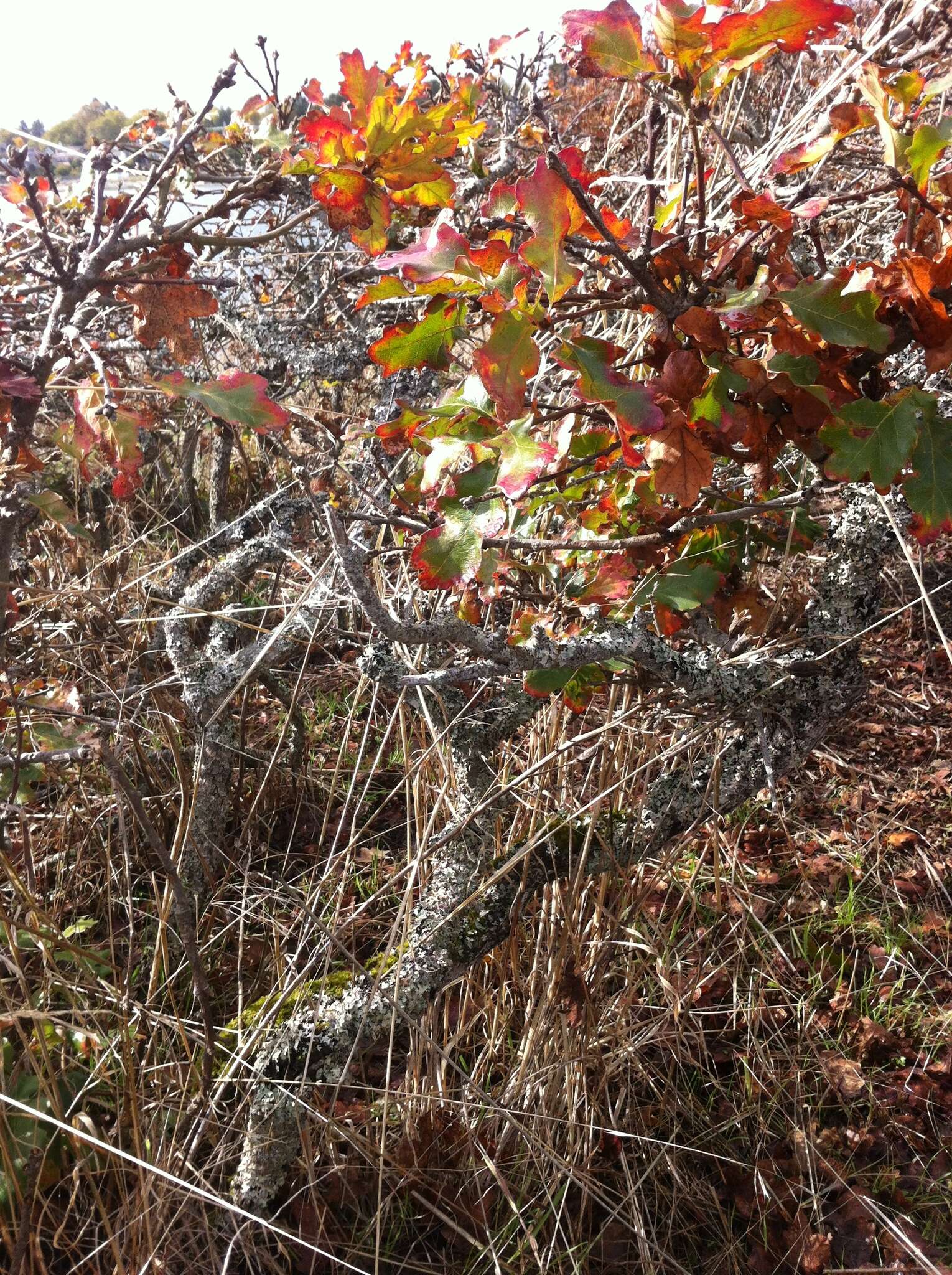 Sivun Quercus garryana var. garryana kuva