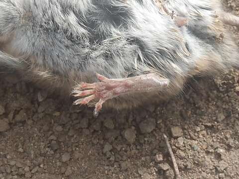 Image of California Deermouse