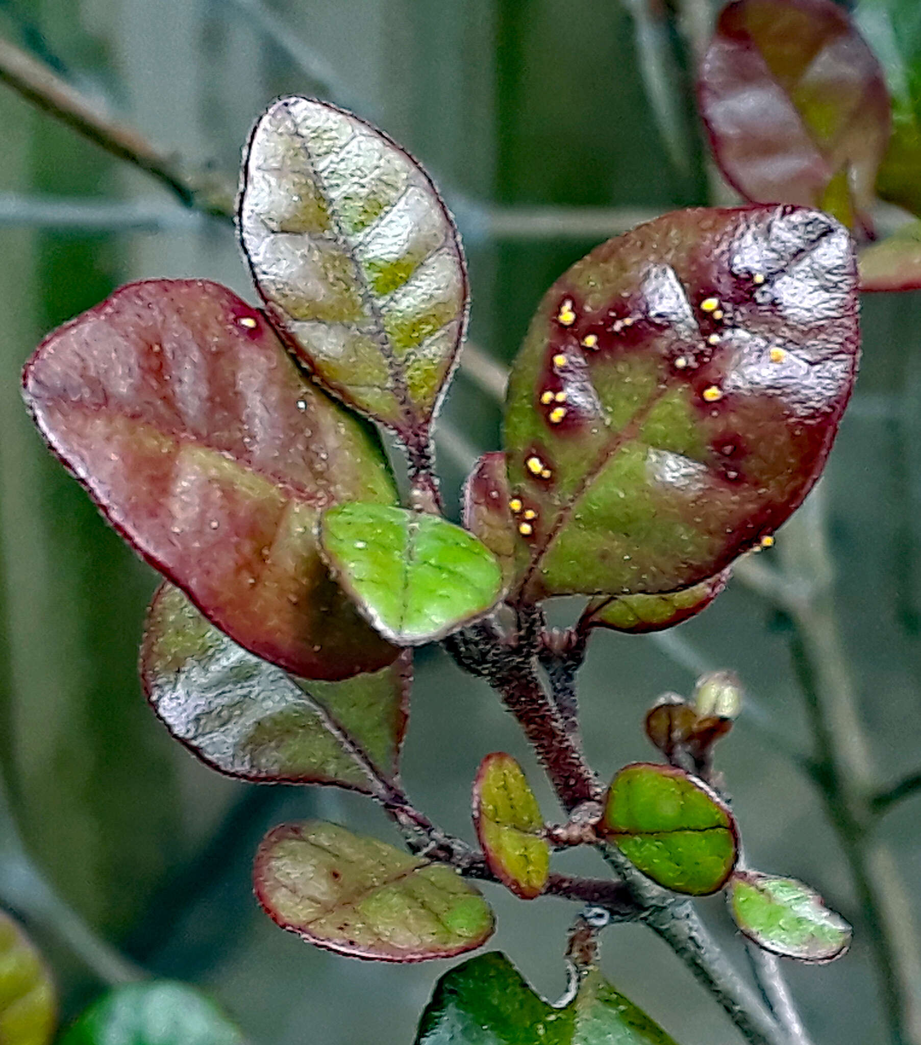 Image of Myrtle rust