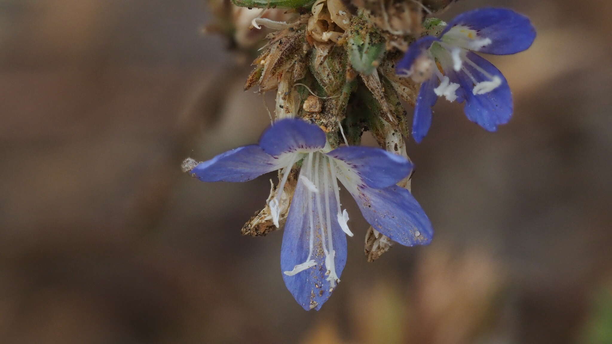 Image of sapphire woollystar