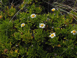 Image of Argyranthemum frutescens subsp. canariae (Christ.) Humphr.