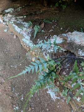 Image of spleenwort