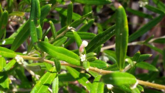 Image of Grevillea fasciculata R. Br.