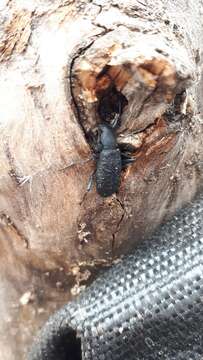 Image of Roughened Darkling Beetle