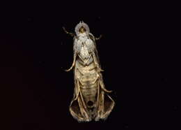 Image of Oriodryas