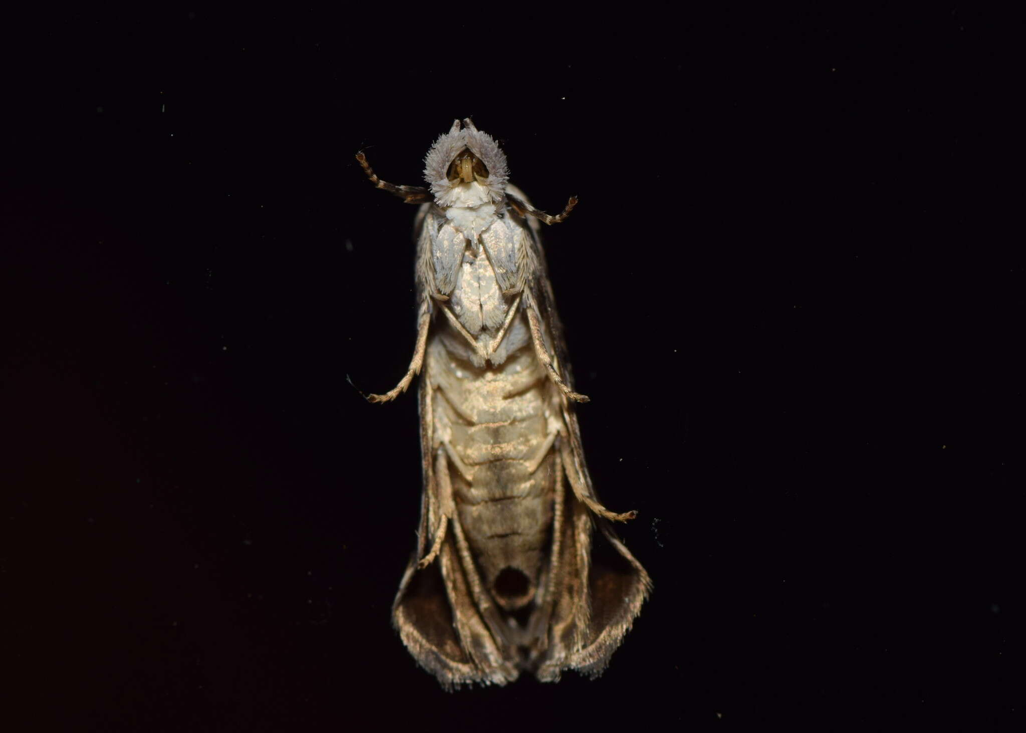 Image of Oriodryas