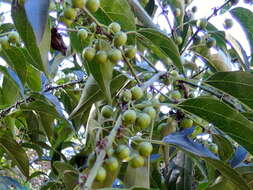 Image of Colubrina triflora Brongn.