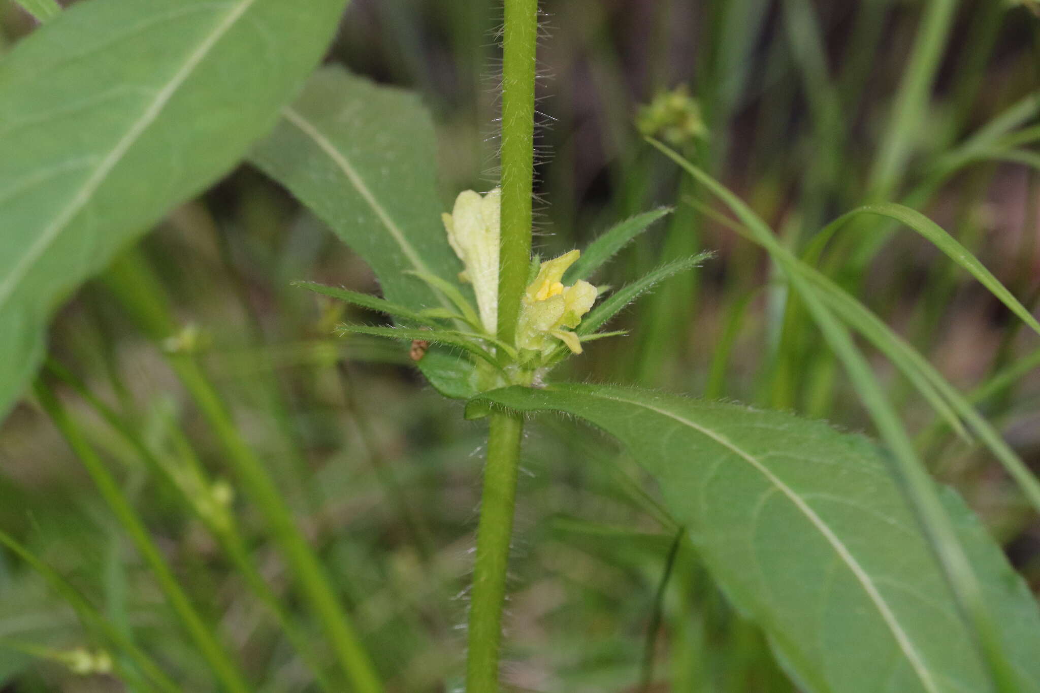 Image of yellowfruit horse-gentian