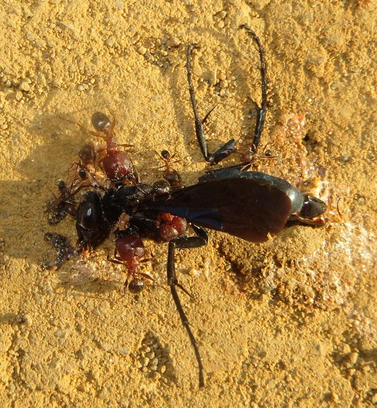 Image of Pheidole akermani Arnold 1920