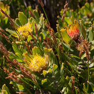 Image of Leucospermum oleifolium (P. J. Bergius) R. Br.