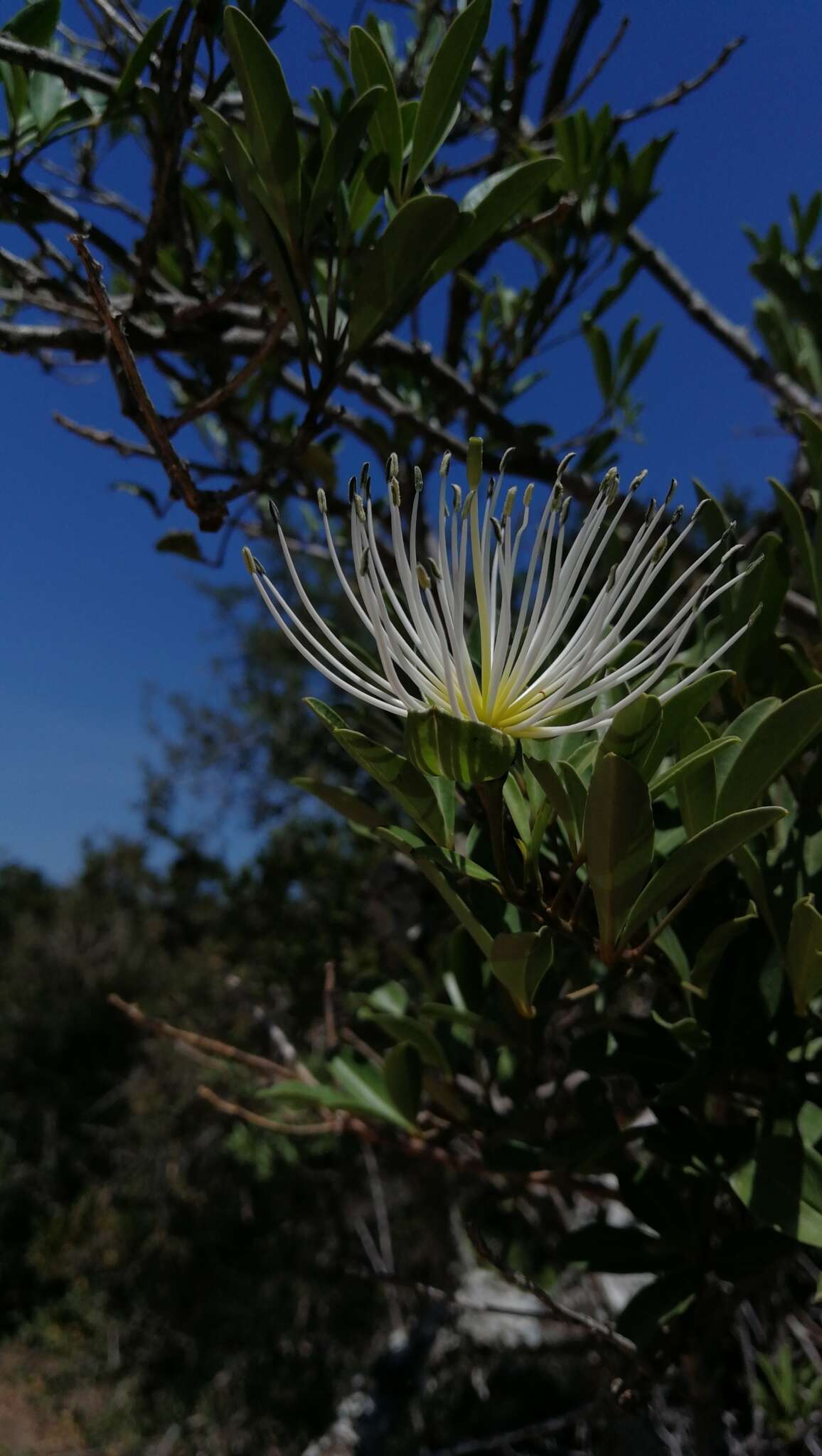 Image of Bush Maerua