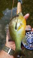 Image of Redbreast Sunfish