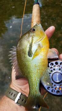 Image of Redbreast Sunfish