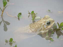 Image of Argentine toad