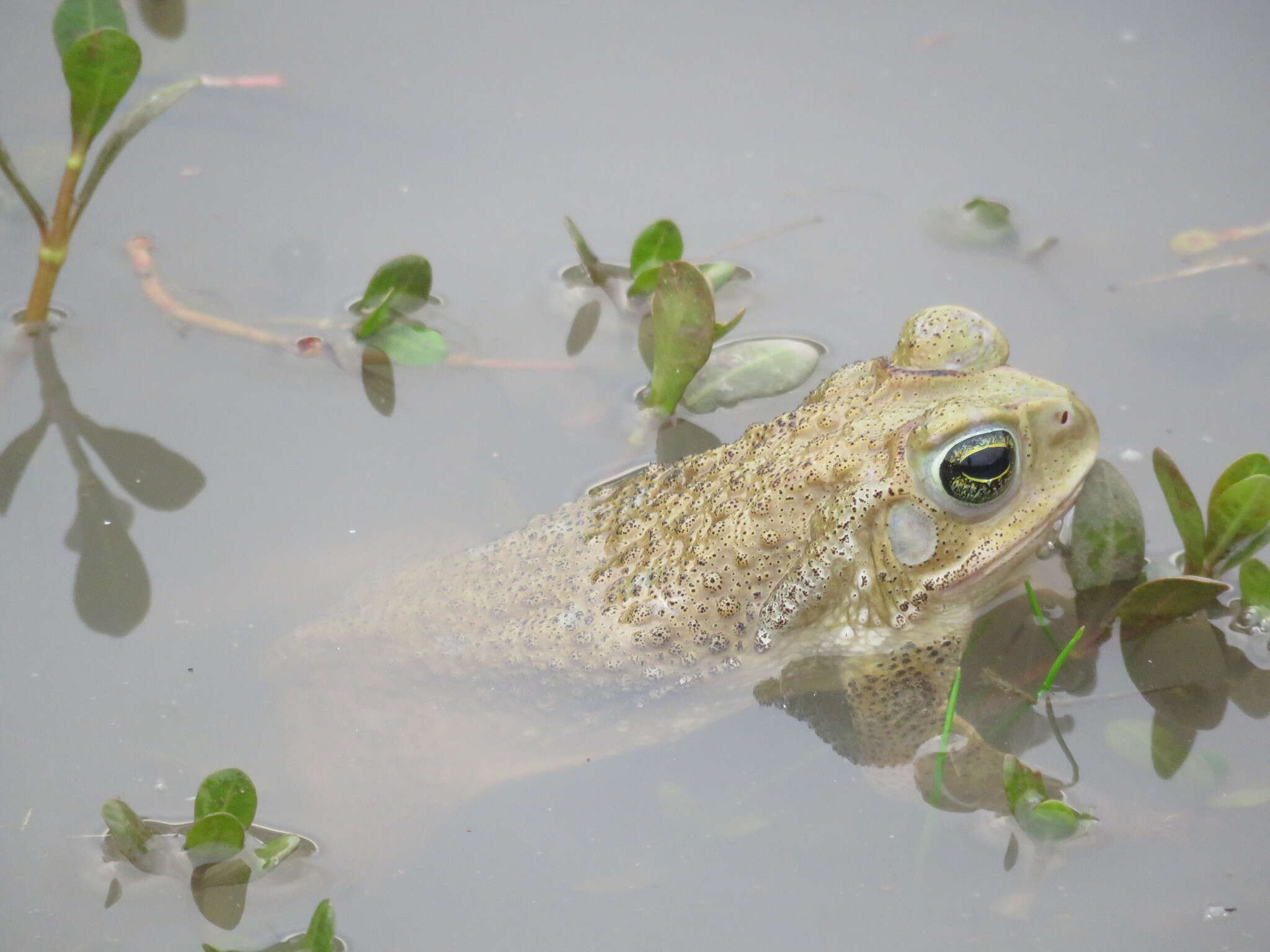 Image de Rhinella arenarum (Hensel 1867)