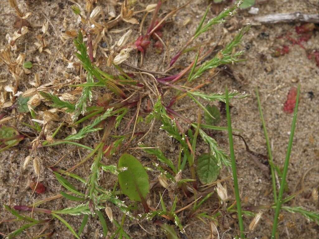 Слика од Catapodium marinum (L.) C. E. Hubb.