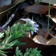 Sivun Olearia paucidentata (Steetz) F. Müll. ex Benth. kuva