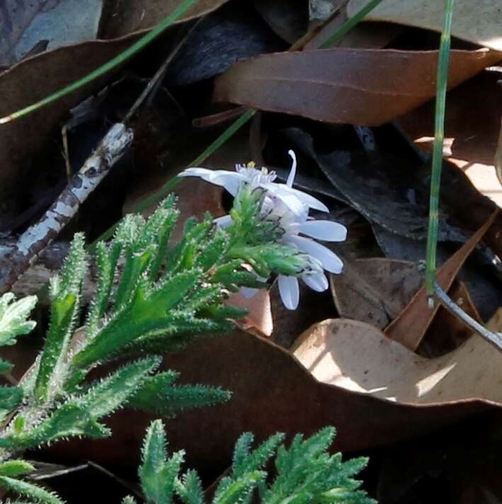 Sivun Olearia paucidentata (Steetz) F. Müll. ex Benth. kuva