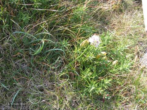 Image of Allium ericetorum Thore