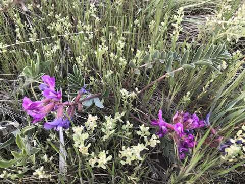 Image of Short's milkvetch